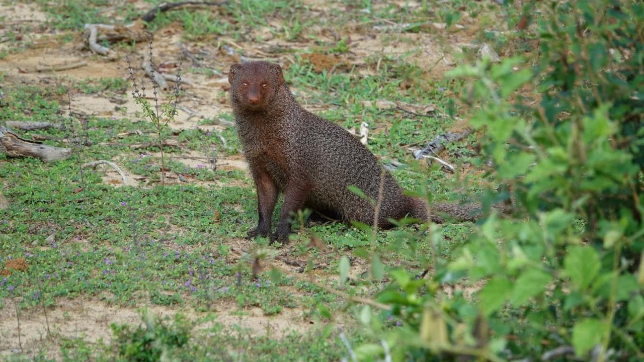 Sri Lanka animal 1