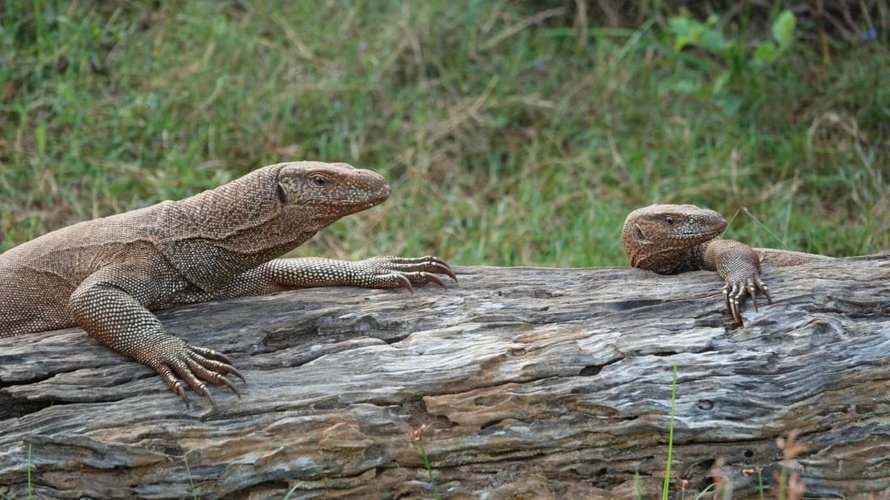 Sri Lanka animal 2