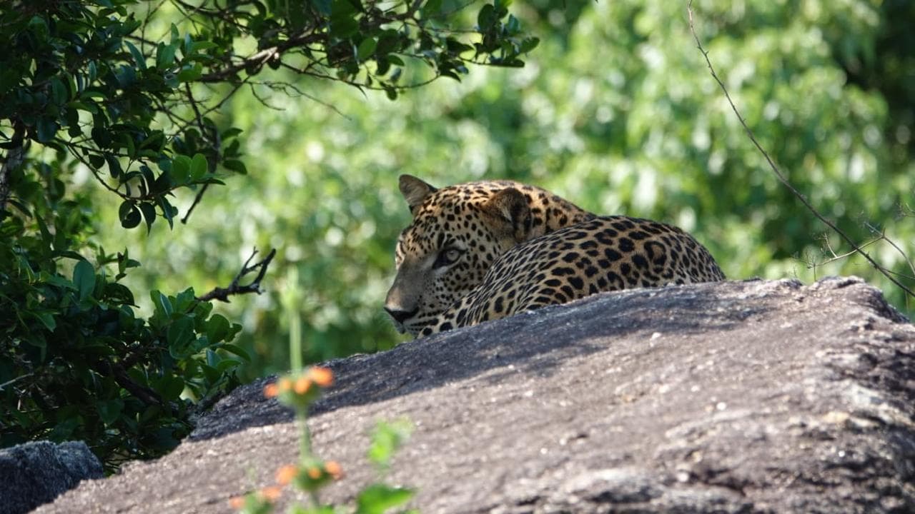 Sri Lanka animal 3