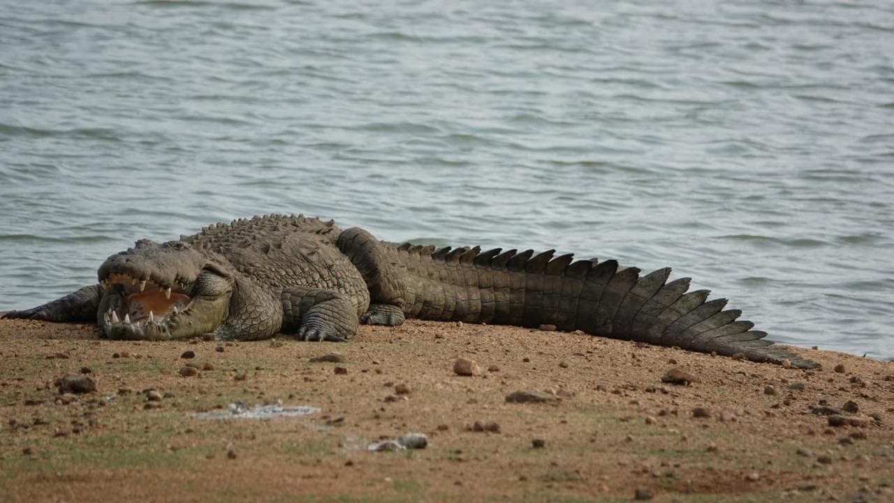 Sri Lanka animal 4
