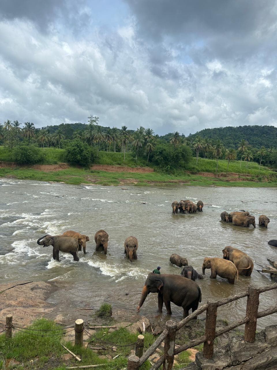 Sri Lanka animal 5