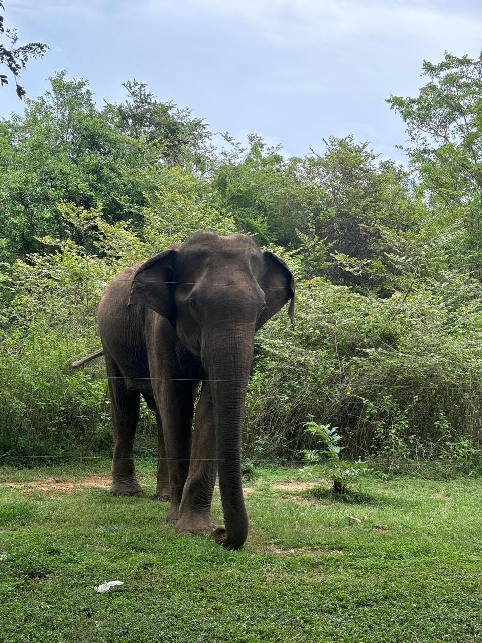 Sri Lanka animal 6