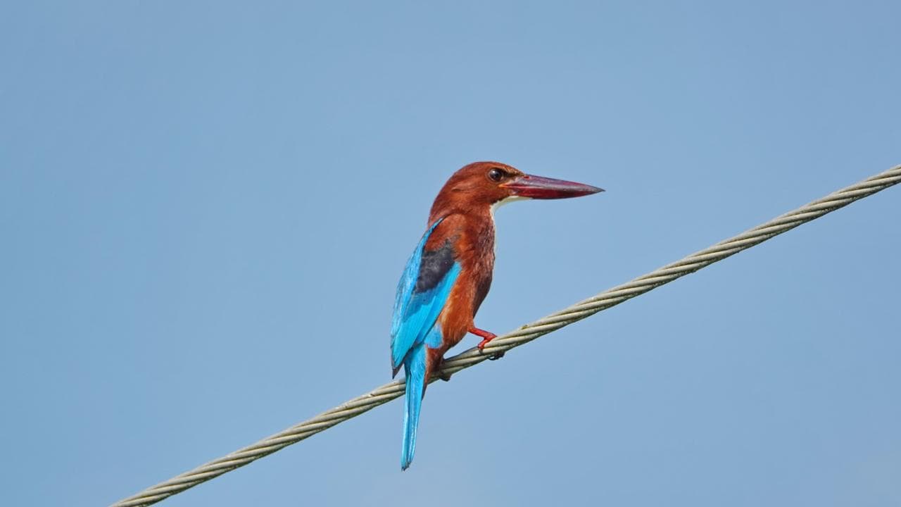 Sri Lanka bird 1