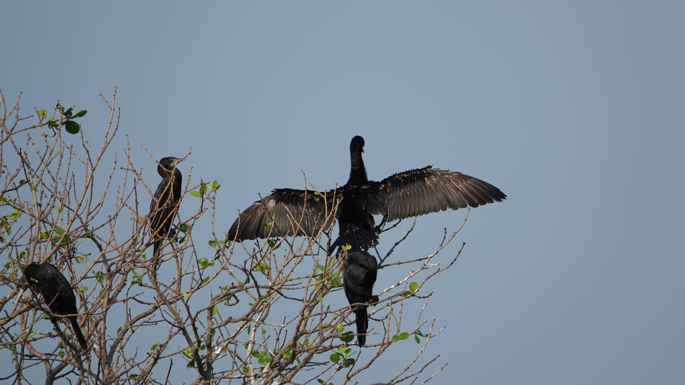 Sri Lanka bird 10