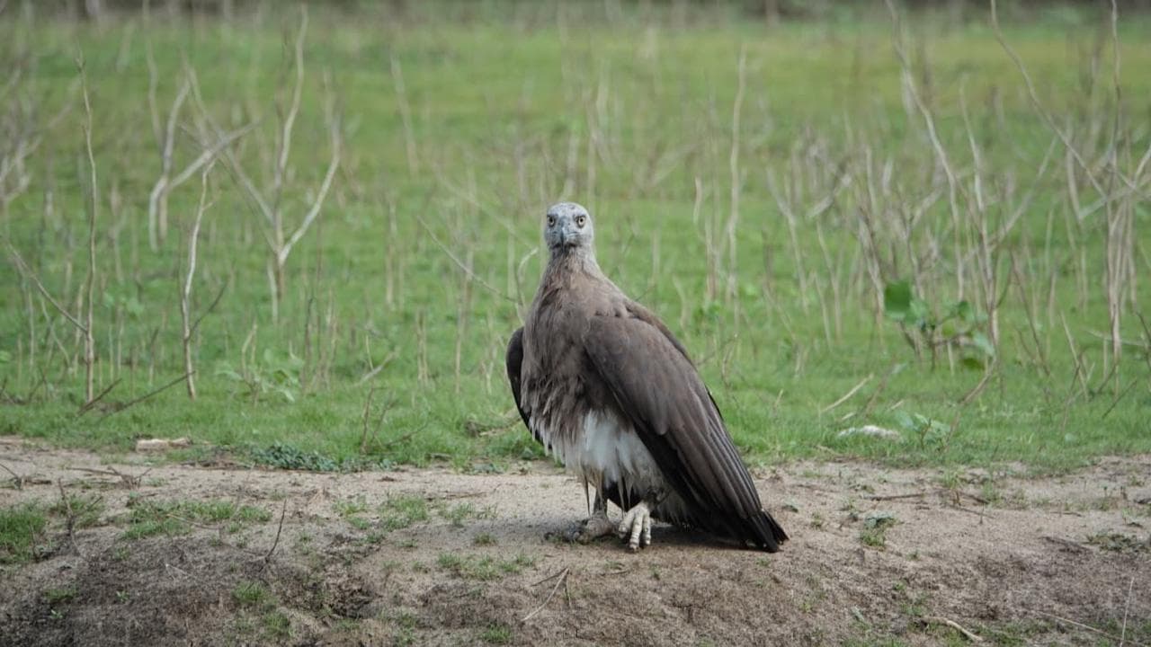 Sri Lanka bird 11