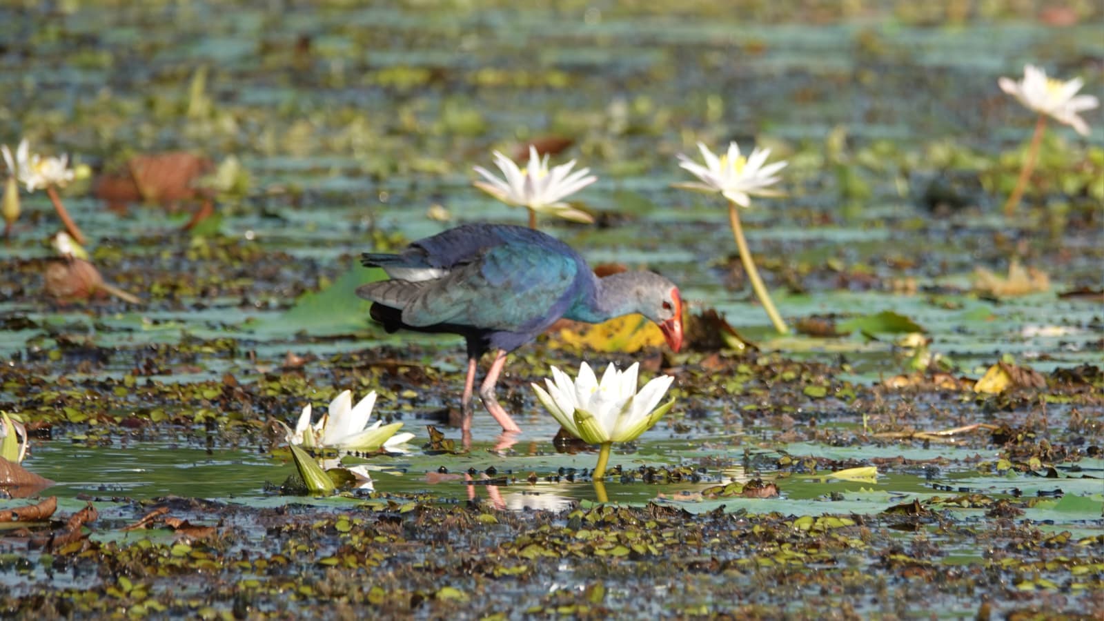 Sri Lanka bird 2