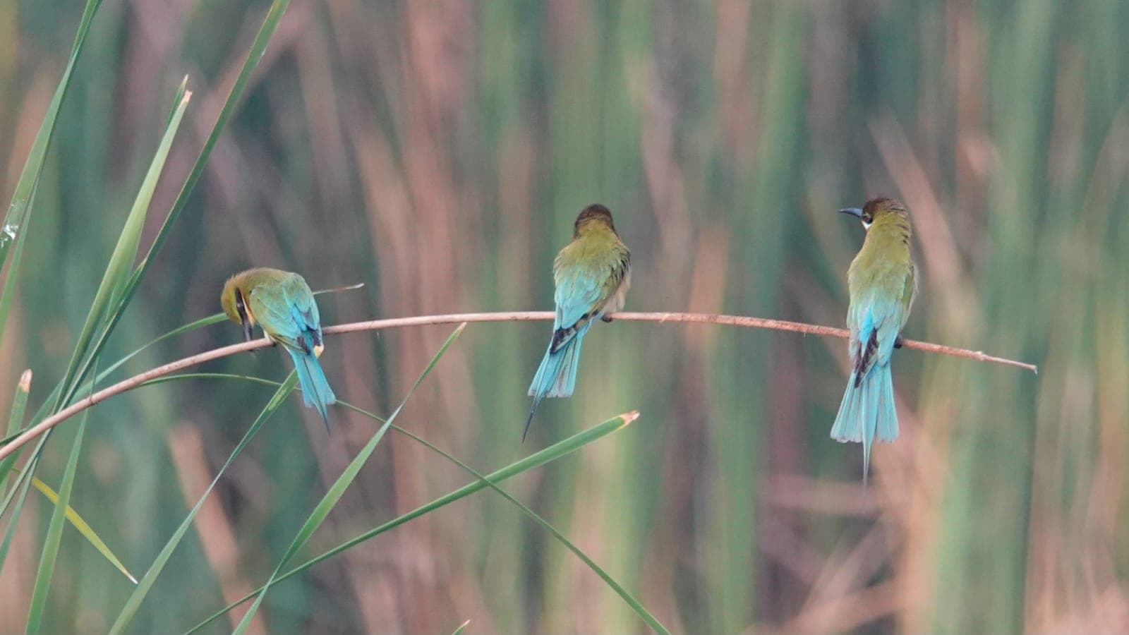 Sri Lanka bird 3