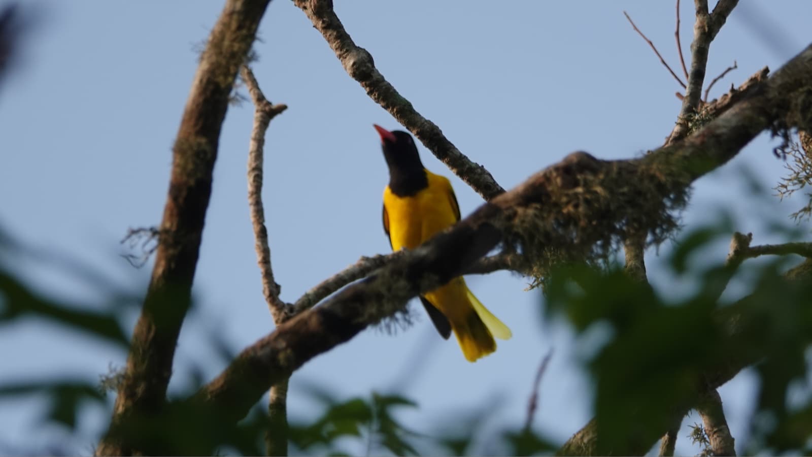 Sri Lanka bird 4