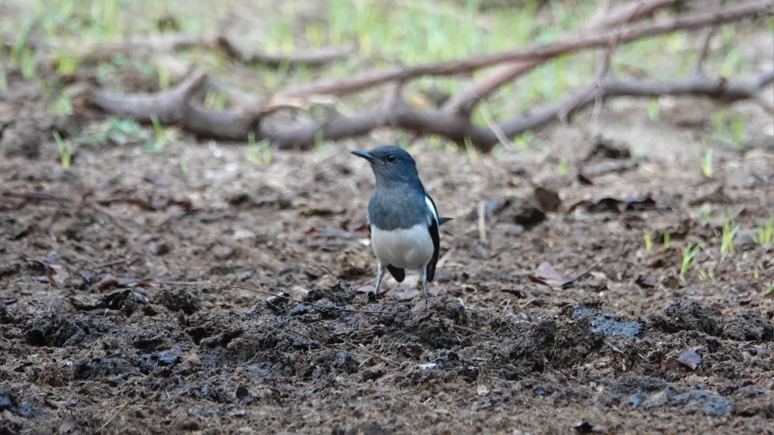 Sri Lanka bird 5