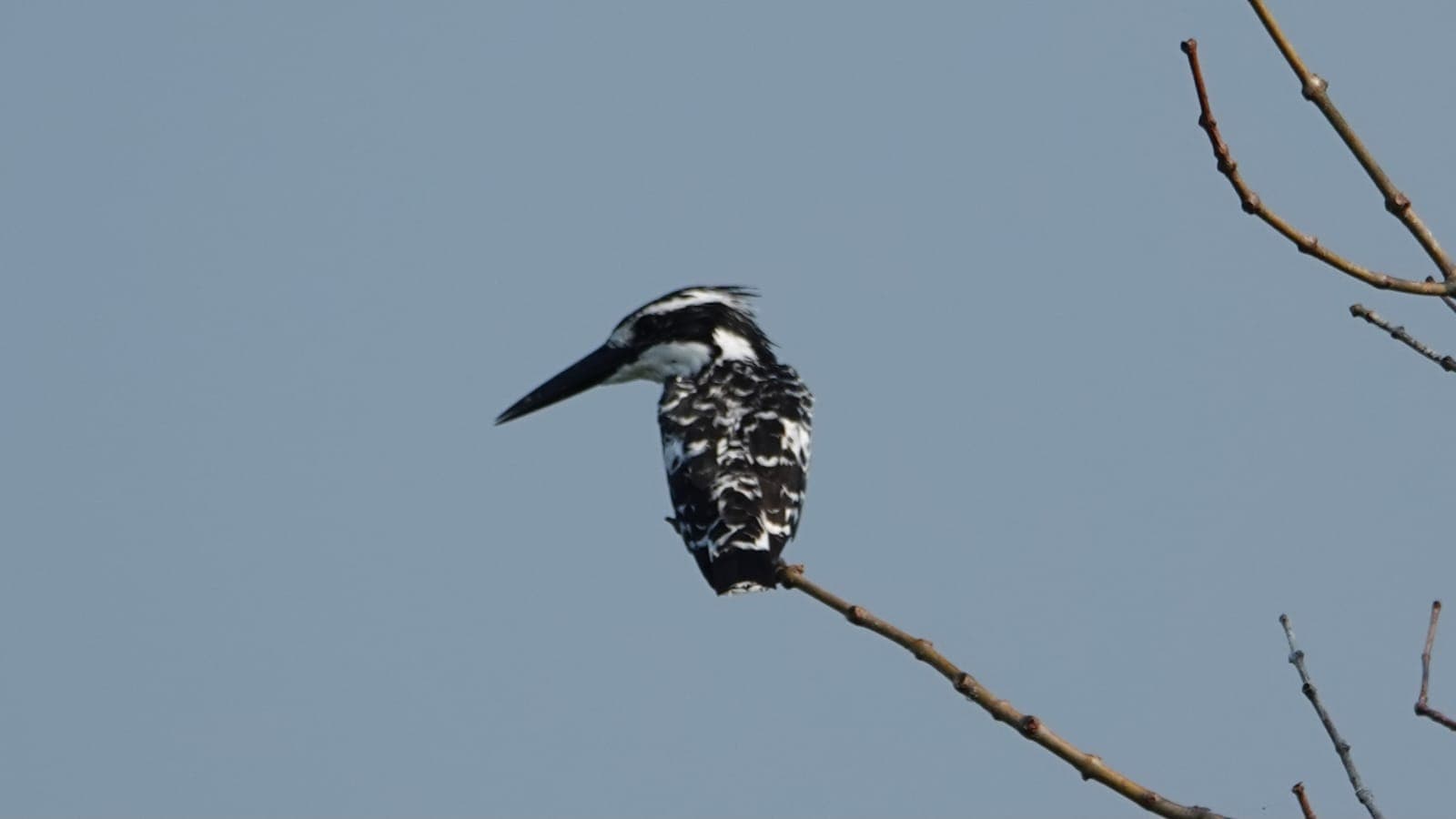 Sri Lanka bird 6