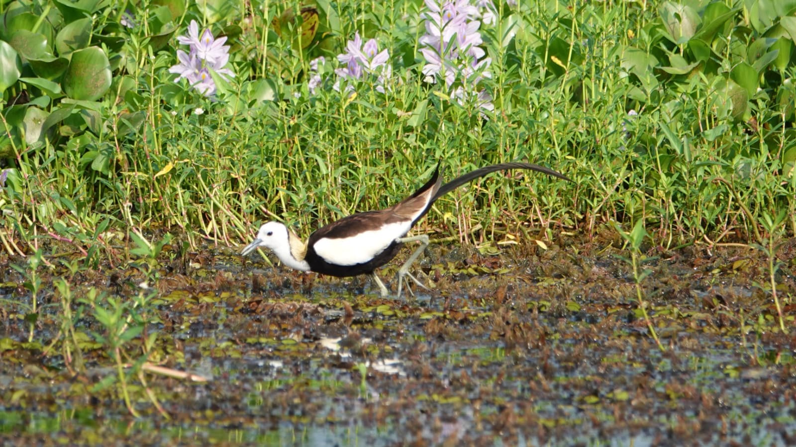 Sri Lanka bird 7