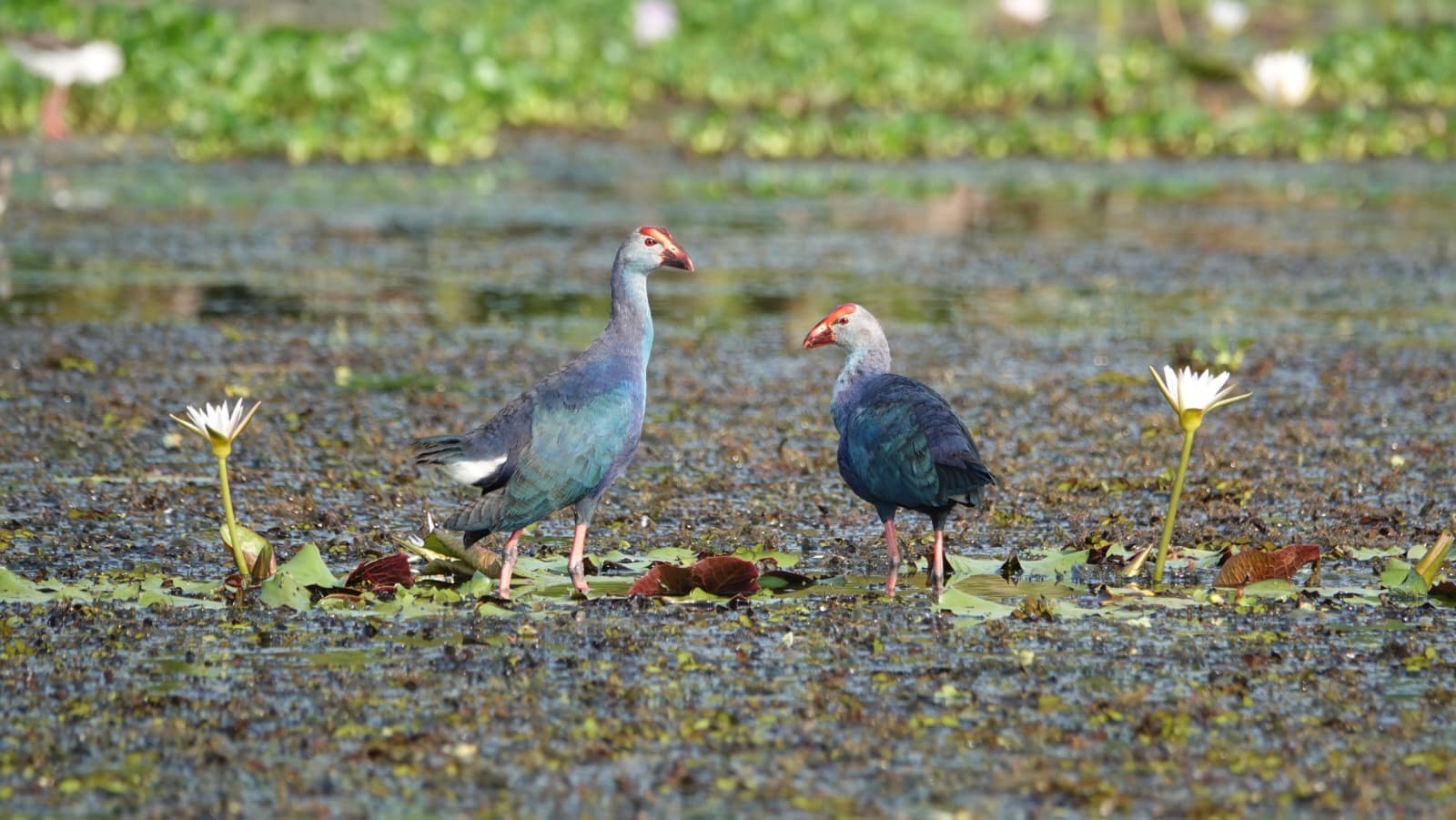 Sri Lanka bird 8