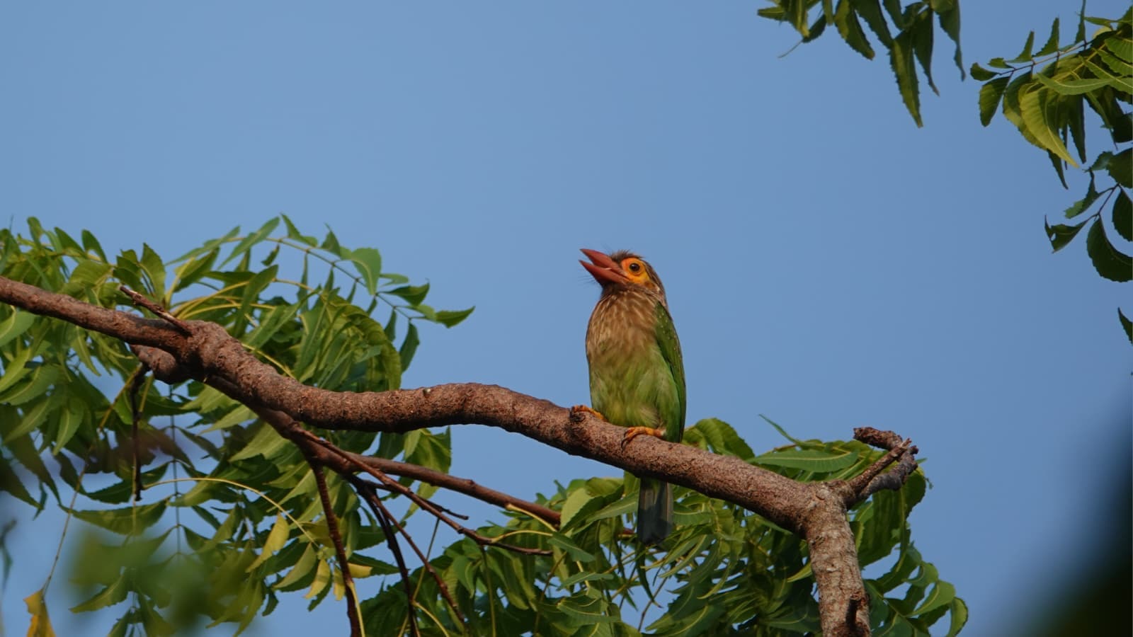 Sri Lanka bird 9